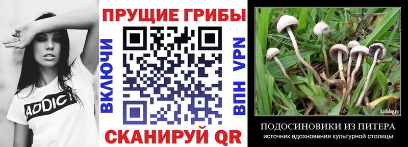 Купить закладки Змеиногорск Галлюциногенные грибы GOLDEN TEACHER